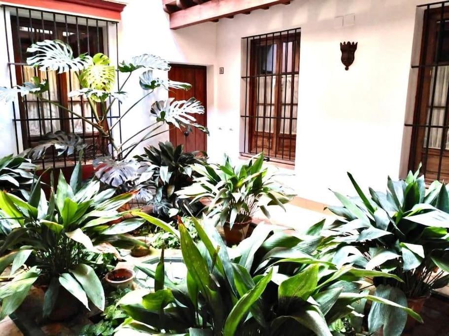 Loft & Private Rooftop With Bbq Sevilla Bagian luar foto